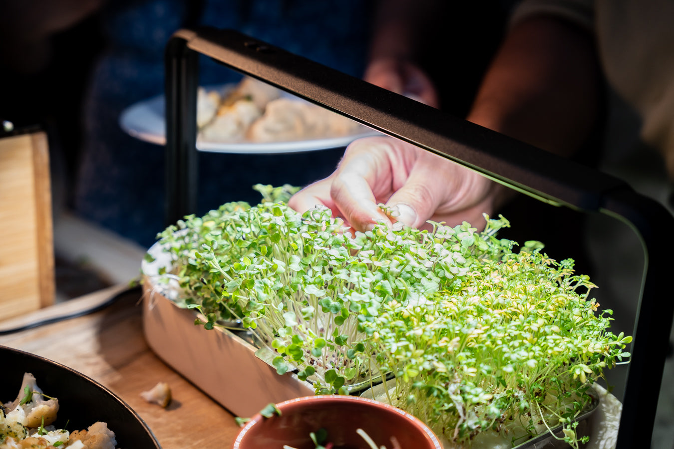 Fresh microgreens in beige ingarden.