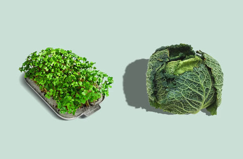 microgreens provide more vitamins and minerals than mature vegetables