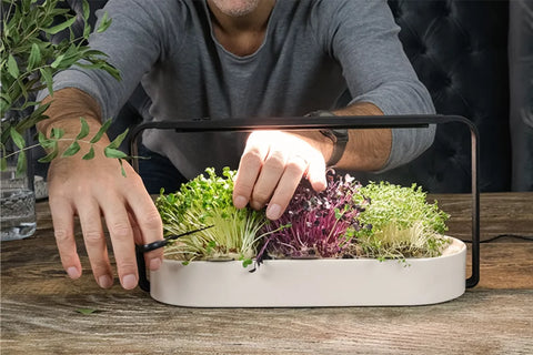 Smart gardening: 11 reasons to grow more microgreens this spring