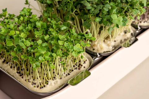 Smart gardening: 11 reasons to grow more microgreens this spring