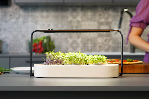 Smart gardening: 11 reasons to grow more microgreens this spring