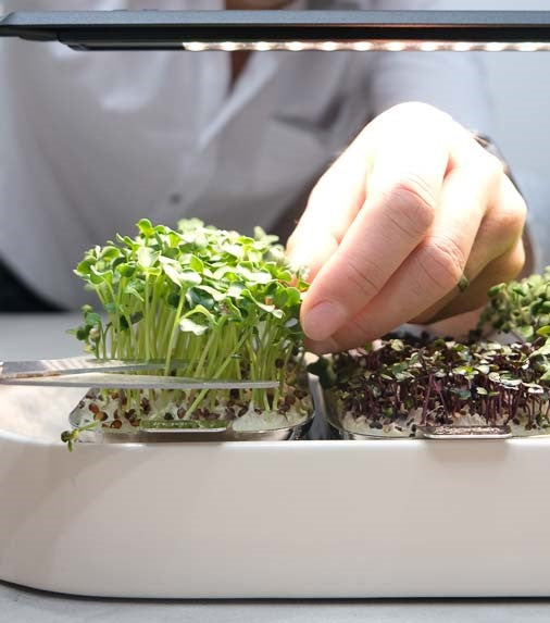 Cutting full-grown radish microgreens.