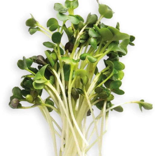 A bunch of harvested broccoli microgreens.