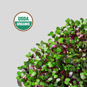 Red Cabbage Superfood - ingarden - Ruby Reds Superfood