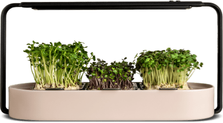 ingarden (one off purchase plan) Microgreens Growing Kit ingarden Creme Beige  