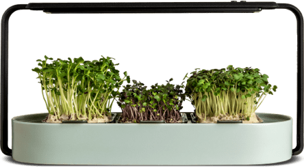 ingarden (one off purchase plan) Microgreens Growing Kit ingarden Warm Mint  