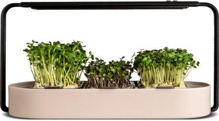 ingarden (one off purchase plan) Microgreens Growing Kit ingarden Cozy Rose  