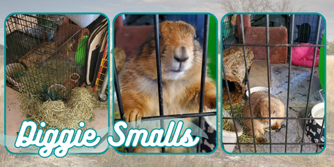 Diggie Smalls Petri's Place Prairie Dog