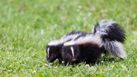 petris place baby skunks walking in grass