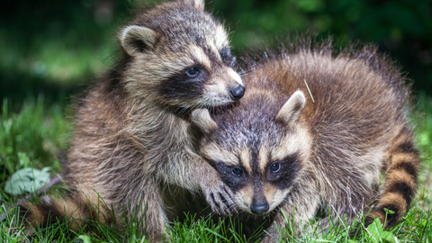 baby raccoons