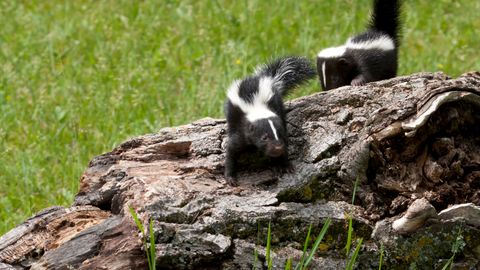 petri's place baby skunks playing in a field