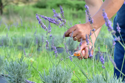 Tips for growing lavender at home by the Hunter Lavender Farm