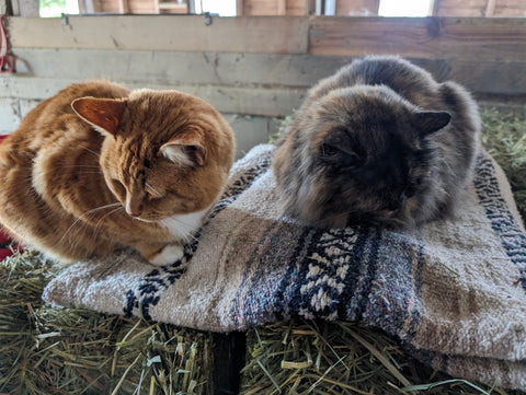 2 cats sitting on a blanket on a bail of straw.