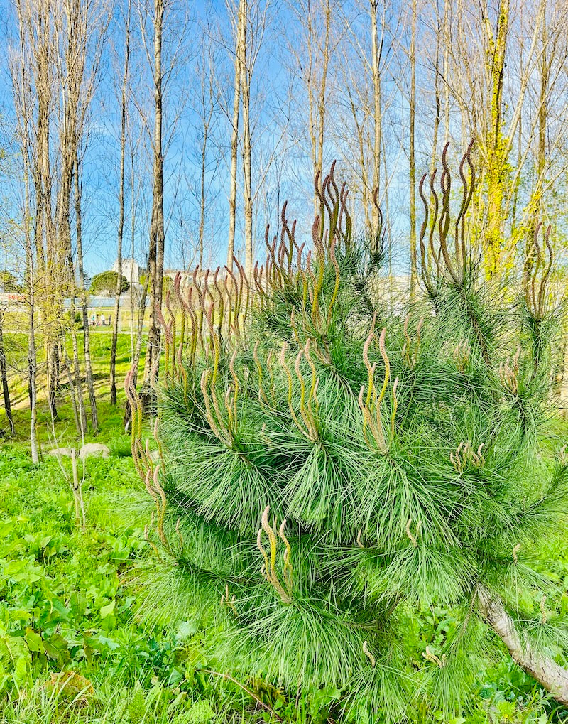 image: scenery of plants with squiggly branches, vibrant green, photo by Melinda Yeoh Art