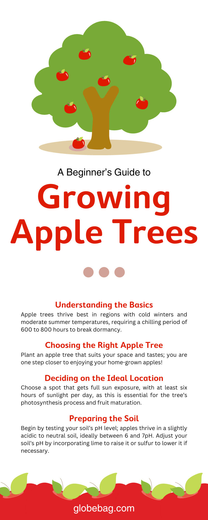A Beginner’s Guide to Growing Apple Trees