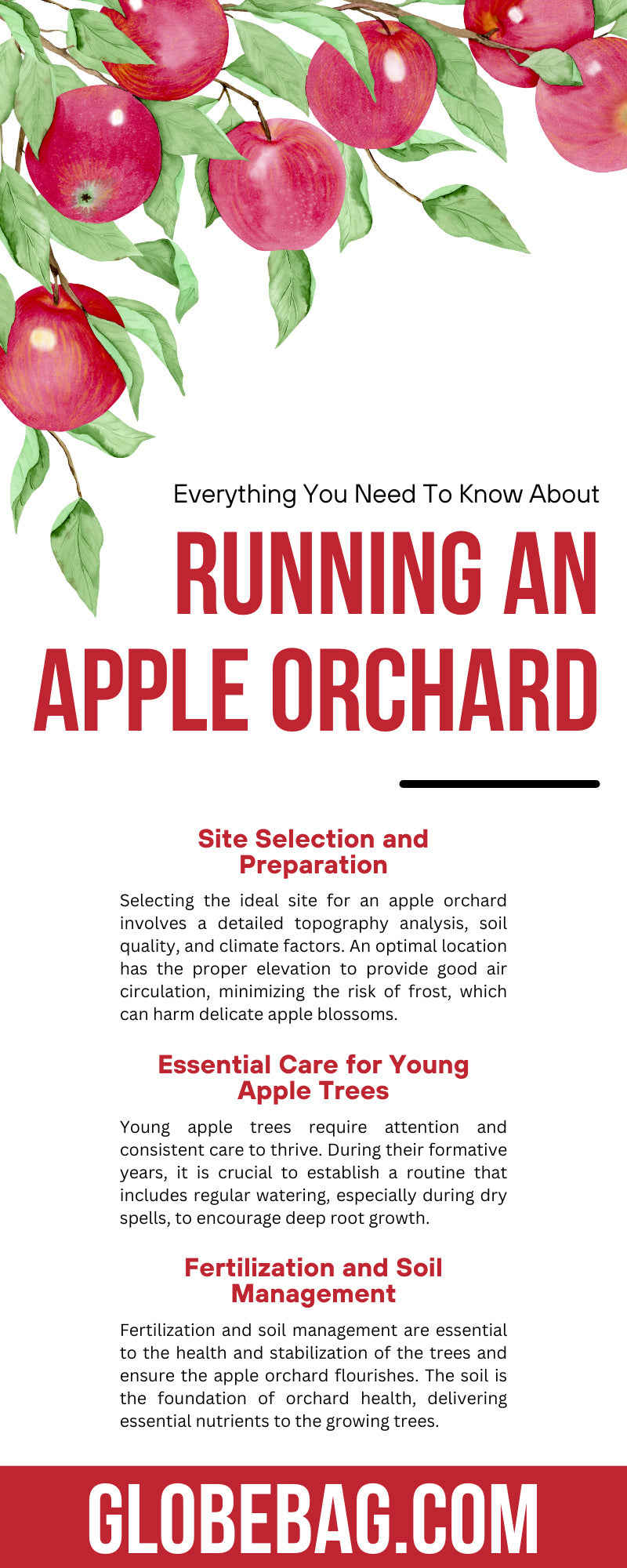 Everything You Need To Know About Running an Apple Orchard