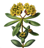 Rhodiola