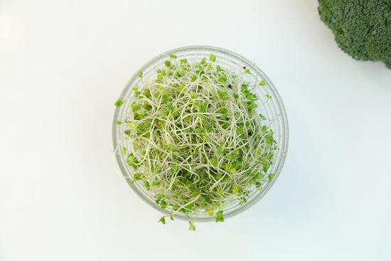 Broccoli Sprouts: The Superfood You Need to Know - eclecticherb
