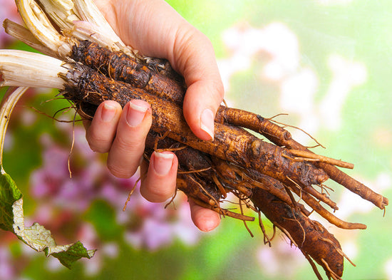 Burdock root