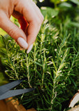 Fresh rosemary