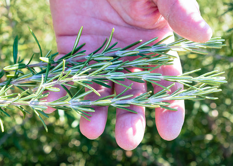 Rosemary in hands