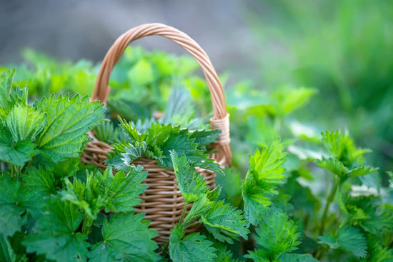 Freeze-dried nettles