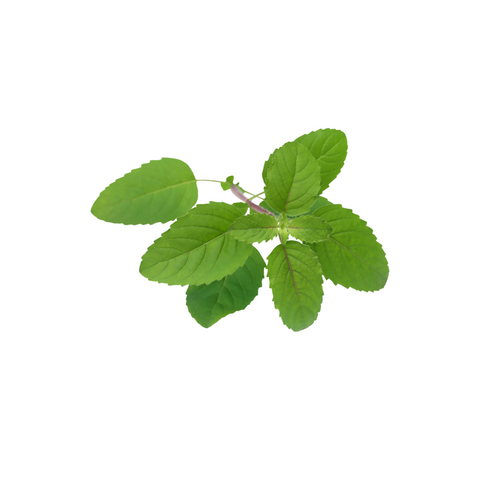 Tulsi  |  Beauty Flow  |  These adaptogens will level up your beauty as they help you handle mental, physical, and emotional stress.