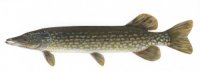 Northern Pike Recipes