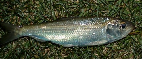 Trolling with Bait and Cut Bait: Alewife and Smelt – Lake Michigan