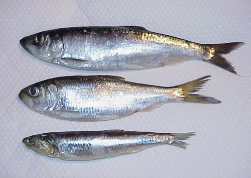 Trolling with Bait and Cut Bait: Anchovy and Herring – Lake