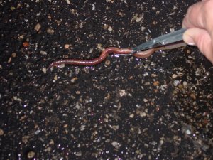 How to catch and collect Nightcrawler worms – Lake Michigan Angler A