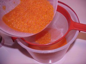 Curing and Preserving Salmon or Trout Eggs for Bait, Technique 1 – Lake  Michigan Angler A