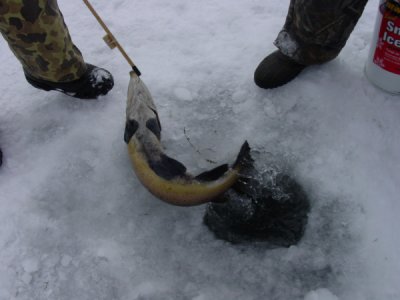 Petition · Stop use of gaff hook for ice fishing in NY - United States ·