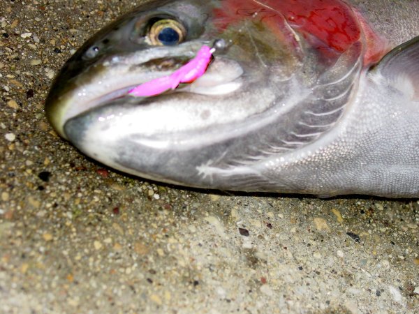 Using Berkley Powerbait Micros for Trout Fishing Technique – Lake Michigan  Angler A