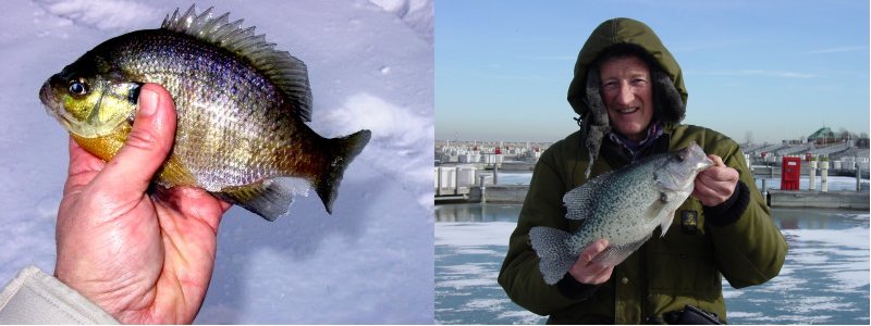 Ice Fishing for Panfish in Lake Michigan – Lake Michigan Angler A