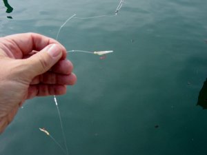 How to catch bait with sabiki rigs – Lake Michigan Angler A