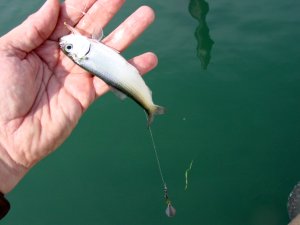 How to catch bait with sabiki rigs – Lake Michigan Angler A