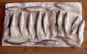 How to make salted minnows for bait – Lake Michigan Angler A