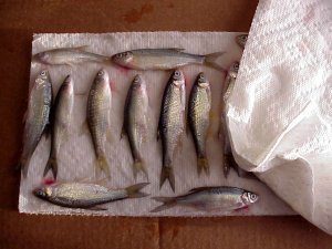 How to make salted minnows for bait – Lake Michigan Angler A