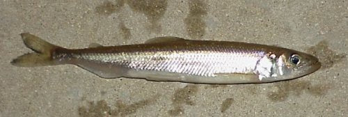 Trolling with Bait and Cut Bait: Alewife and Smelt – Lake Michigan