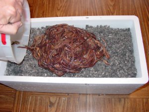 How to store Nightcrawler worms – Lake Michigan Angler A