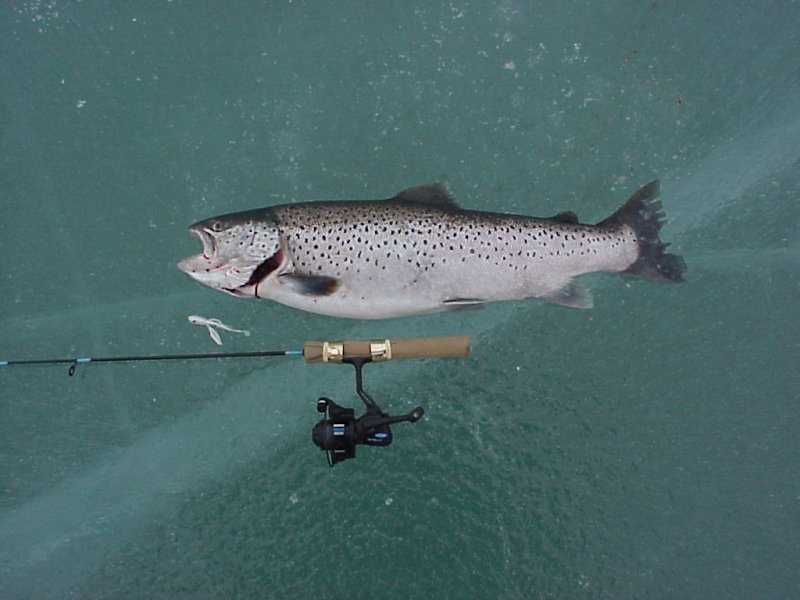 Ice Fishing with Tube Jigs for Brown Trout – Lake Michigan Angler A