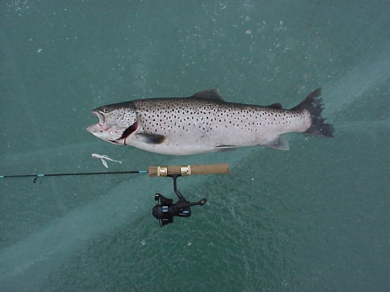 Tubes for Great Lakes Trout and Salmon - In-Fisherman