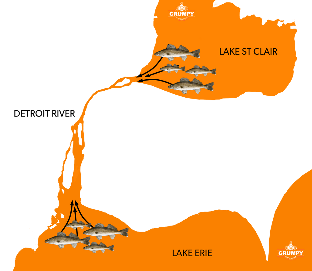 Walleye in the Detriot River Map