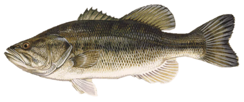 Largemouth Bass | Angling Sports