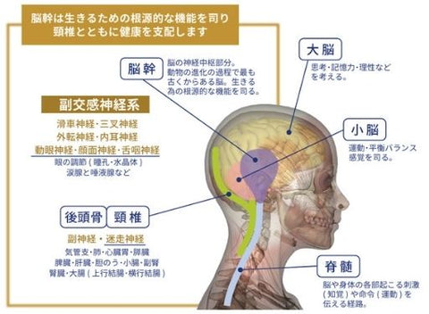 頸椎脳幹活性枕 アジャストピロー – TRUSTLEX