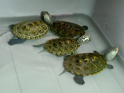 Some 'teenagers' waiting to be released. These are untagged, as are the vast majority of the terrapins that are released by TWI each season. Notice the variability in head markings; strikingly beautiful, aren't they!?