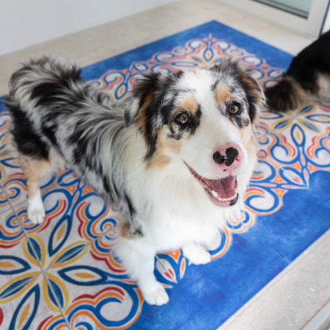 Australian Sheperd sul tappeto