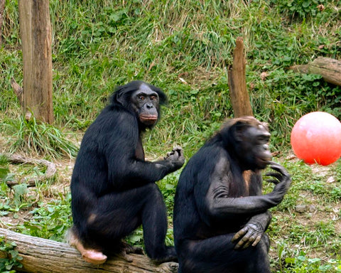 Angry sex bonobo