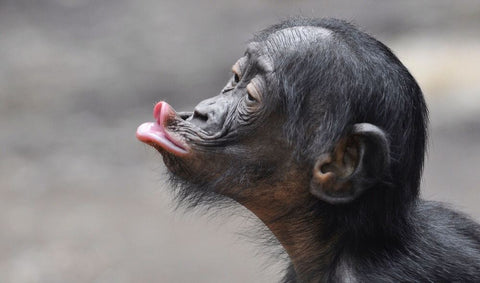 bonobo